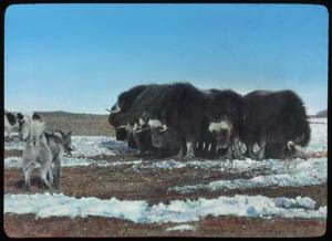 Image of Musk-oxen and Dogs